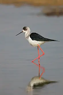 Stilt: Black-winged Stilt / Common Stilt / Pied Stilt -