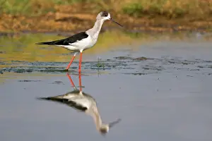 Stilt: Black-winged Stilt / Common Stilt / Pied Stilt -