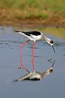 Stilt: Black-winged Stilt / Common Stilt / Pied Stilt -