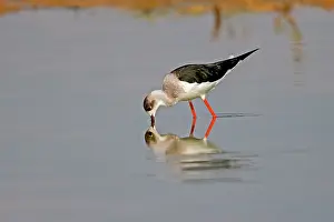 Stilt: Black-winged Stilt / Common Stilt / Pied Stilt -