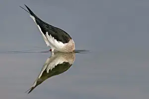 Stilt: Black-winged Stilt / Common Stilt / Pied Stilt -