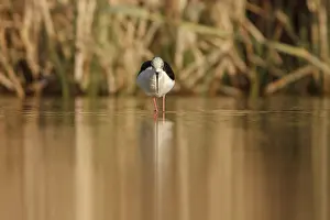Stilts: Black-Winged Stilt foraging on marsh Castilla La Mancha