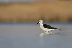 Stilts: Black-Winged Stilt foraging on marsh Castilla La Mancha