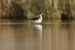 Stilts: Black-Winged Stilt foraging on marsh Castilla La Mancha