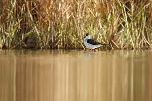 Stilts: Black-Winged Stilt foraging on marsh Castilla La Mancha