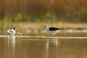 Stilt: Black-Winged Stilt foraging on marsh Castilla La Mancha