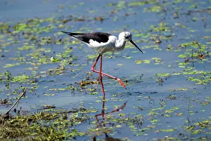 Stilts: Black-winged Stilt foraging in shallows
