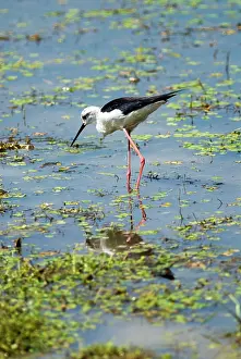 Stilts: Black-winged Stilt foraging in shallows