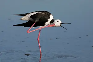 Stilts: Black-winged Stilt - head scratching on one leg
