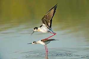 Ritual: Black - winged Stilt (Himantopus himantopus)