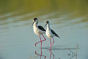 Ritual: Black - winged Stilt (Himantopus himantopus)