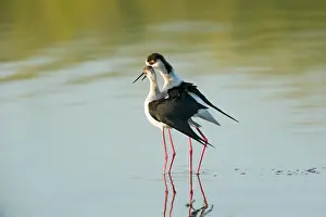 Ritual: Black-winged Stilt (Himantopus himantopus)