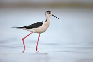 Stilt: Black-winged Stilt (Himantopus himantopus) adult