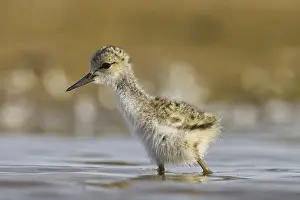 Stilt: Black-winged Stilt (Himantopus himantopus) chick foraging