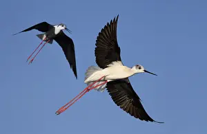 Stilt: Black-winged Stilt (Himantopus himantopus) couple