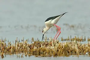 Stilt: Black-winged Stilt (Himantopus himantopus) male