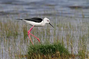 Marais: Black-winged stilt (Himantopus himantopus), marais