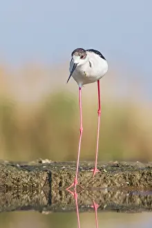 Stilt: Black-winged Stilt (Himantopus himantopus) stan