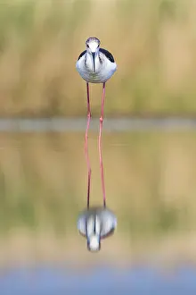 Wadi: Black-winged Stilt (Himantopus himantopus) wadi