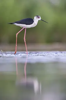 Bacs: Black-winged Stilt (Himantopus himantopus) wadi