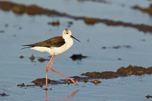 Stilt: Black-winged Stilt - hunting in a rice field which