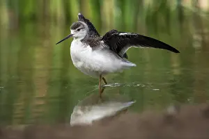 Stilt: Black Winged Stilt - Juvenile - UK
