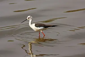 Stilts: Black-winged Stilt in lake