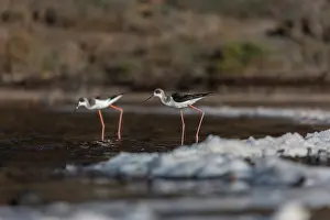 Stilts: Black Winged Stilt - Lanzarote - Spain