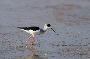 Stilts: Black-winged Stilt looking for food