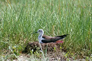 Stilts: Black Winged Stilt - at nest