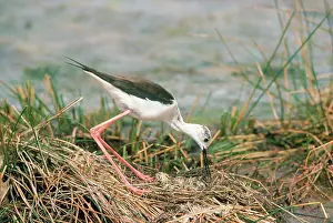 Stilts: BLACK-WINGED STILT - AT NEST