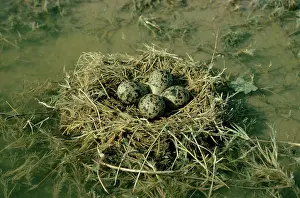 Stilts: Black-winged Stilt - nest with eggs