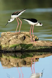 Stilts: Black-winged Stilt - pair displaying