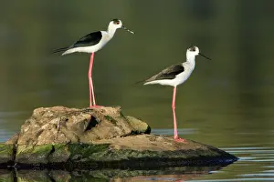 Stilts: Black-winged Stilt - pair resting on rock
