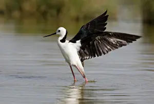 Stilts: Black-winged Stilt / Pied Stilt / White-headed