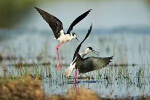 Stilts: Black-winged Stilt - rival birds fighting over territory