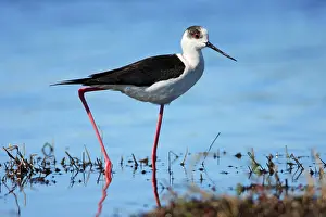 Stilts: Black-winged Stilt - searching for food