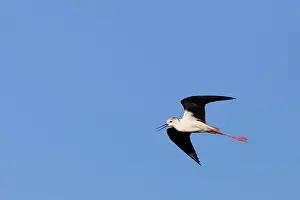 Stilts: Black winged Stilt - single adult in flight