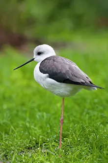 Stilts: Black winged stilt - single adult resting in grass meadow