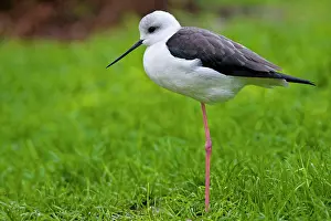 Stilts: Black winged stilt - single adult resting in grass meadow