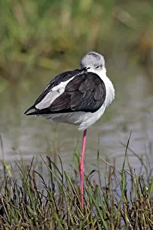Stilts: Black-winged Stilt - standing on one leg