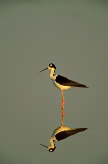 Stilts: Black-Winged STILT- Standing on water, reflecting