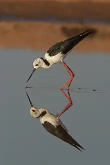 Stilts: Black-winged Stilt - wading at dawn