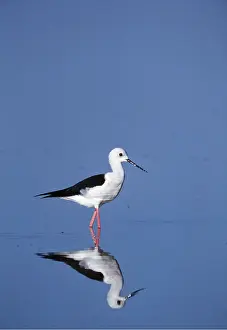 Stilt: Black-winged Stilt - wading & reflection