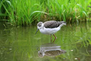 Stilts: Black-winged Stilt - young