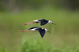Stilts: Black-winged Stilts flying