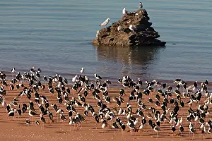 Stilts: Black-winged Stilts at rest