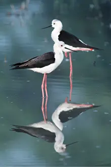 Stilt: BLACK-WINGED STILTS - two, standing in water & reflection