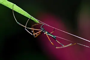 Nephila: Black Wood Spider on web - Klungkung, Bali, Indonesia