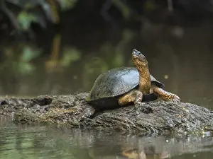 Zwarte: Black Wood Turtle (Rhinoclemmys funerea) or Bla